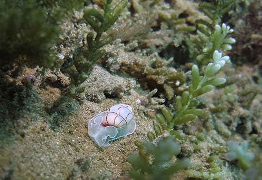 Bullina lineata dec 2015 jervis_7716 cmp