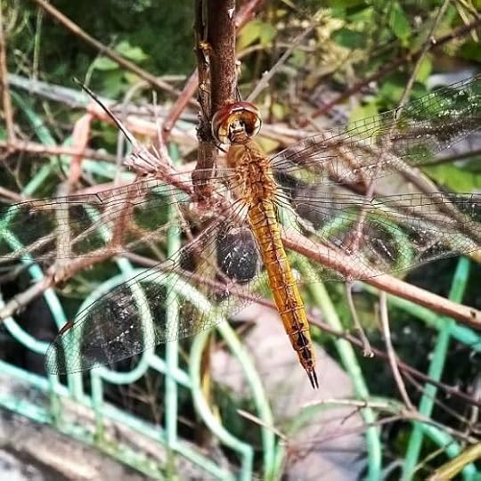 1923657_10205488132906370_4423238546285505296_n