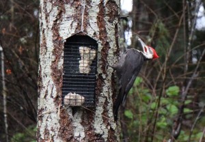 Cropped woodpecker