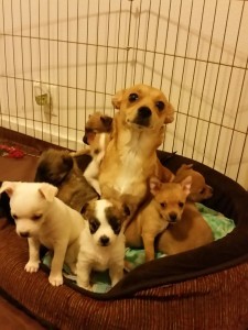 20151209_183306_resized