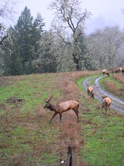 888.elk.over.fence
