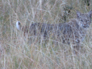 Bobcat - compressed (640x480)