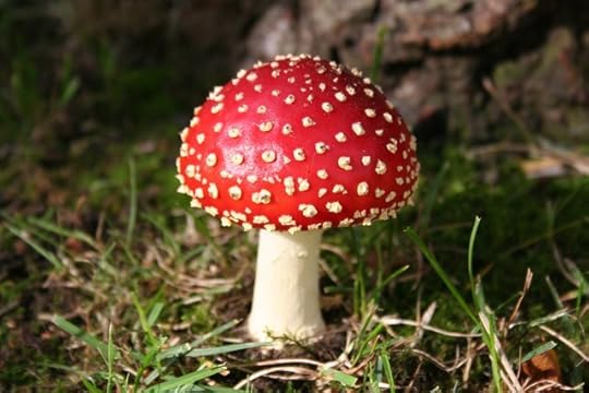 Amanita Muscaria