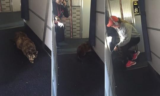cat-Delta-flight
