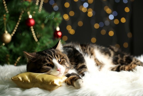 christmas-tree-cat