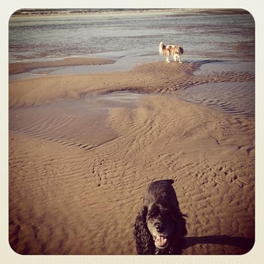 dogsbeach