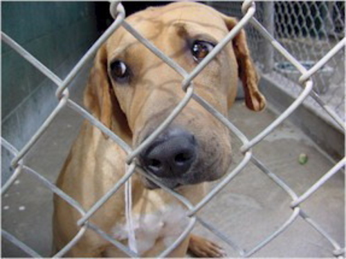 Shelter Dog photo Shelter Dog.jpg