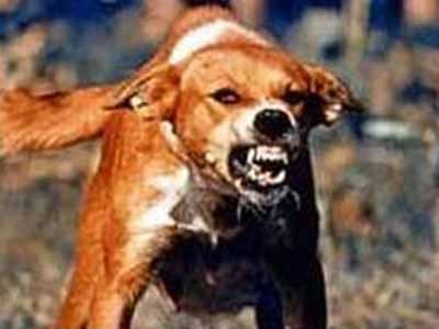 Rabid Dog photo rabid dog.jpg