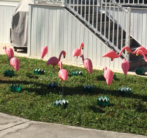 Flamingos