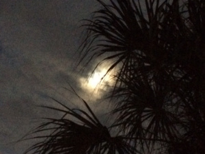 Moon&Palm