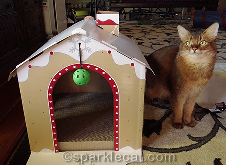 Somali cat, gingerbread house scratcher