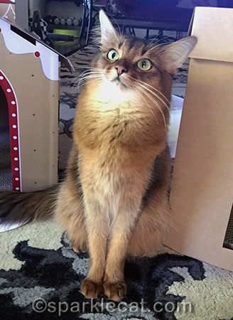 Somali cat, selfie, Christmas cat