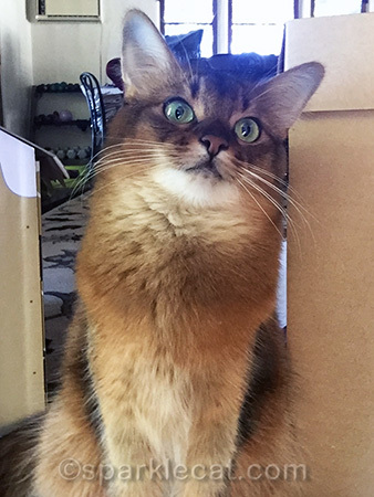 Somali cat, selfie, cat selfie