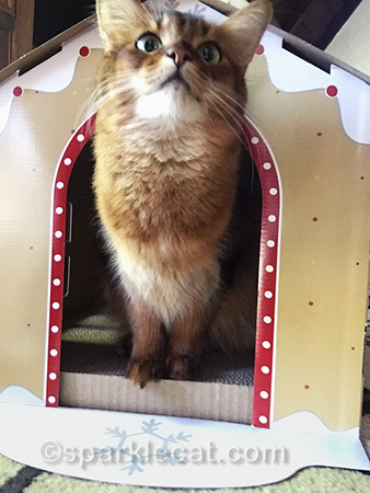Somali cat, gingerbread house scratcher, cat selfie