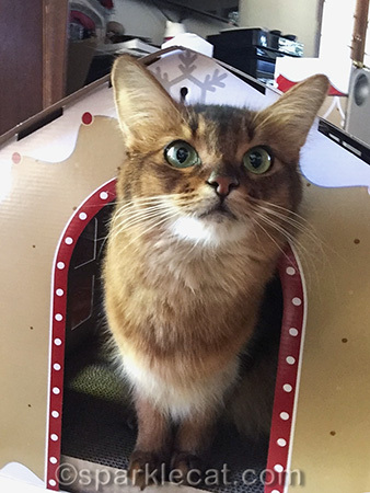 gingerbread house cat scratcher, cat selfie, somali cat