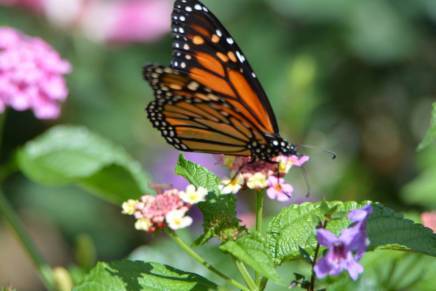 butterfly