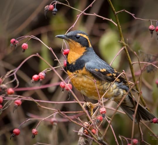 Varied thrush