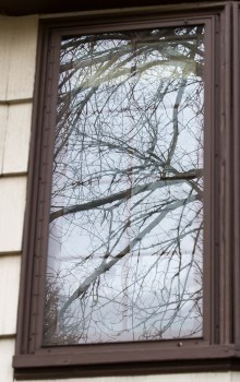 tree reflection in window
