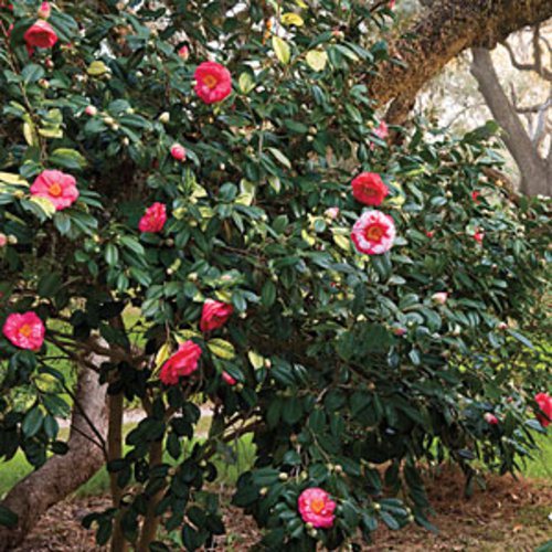 camellia