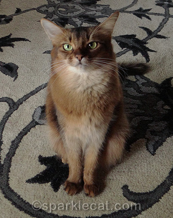 Somali cat, Summer Samba, blogging cat