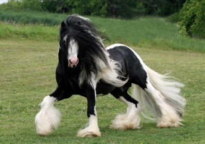 Black Tobiano Gypsy