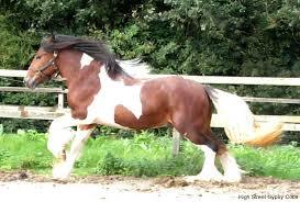 Bay tobiano gypsy
