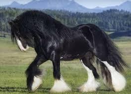 black sabino gypsy