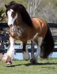 Sabino gypsy