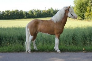 Splashed white palomino Icelandic