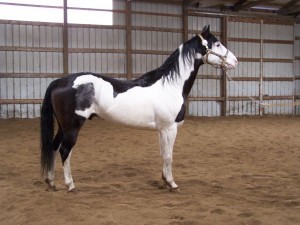 Tobiano Frame (2)