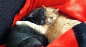 two-cats2