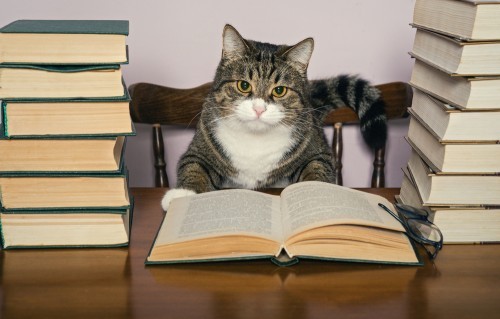 cat-and-books