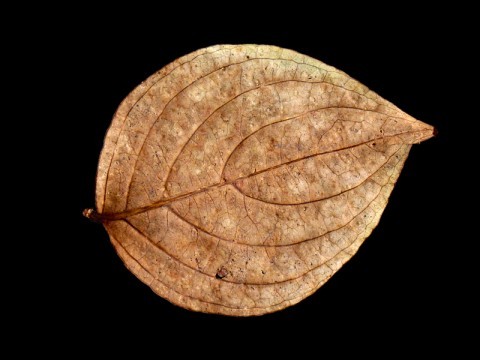 141003-122359_DMC-ZS25_01b_black_600x800