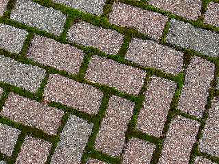patio moss and bricks
