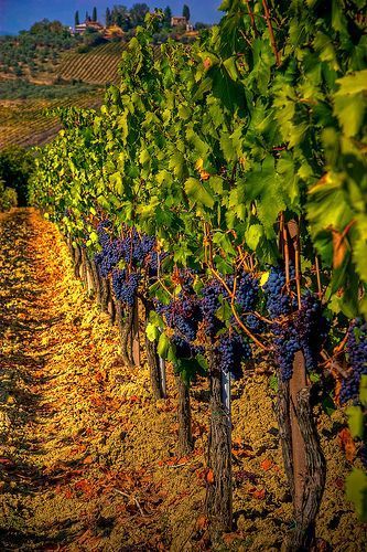  photo grapes_zpsk3thtbx6.jpg