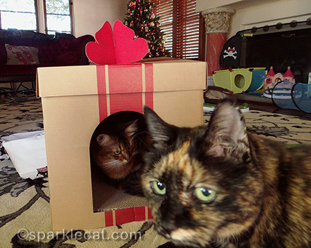 somali cat, tortoiseshell cat, gift box scratcher