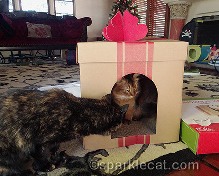somali cat, curious tortoiseshell cat, gift box scratcher