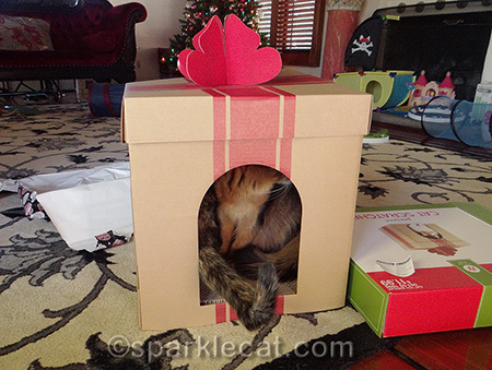 somali cat, tortoiseshell cat tail, gift box scratcher