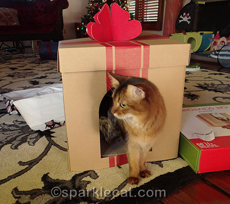 somali cat, gift box scratcher