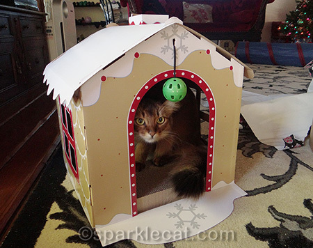 somali cat, gingerbread house scratcher