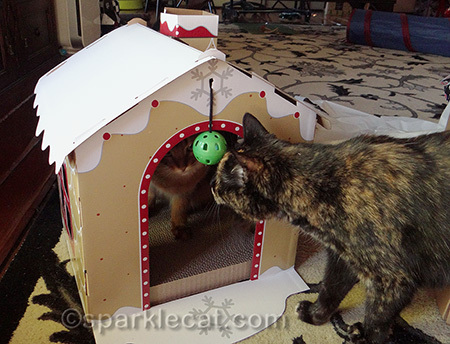 somali cat, tortoiseshell cat, gingerbread house scratcher