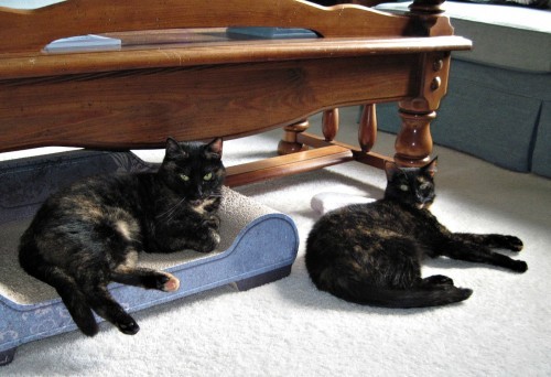 feline-lifestyle-year-in-review