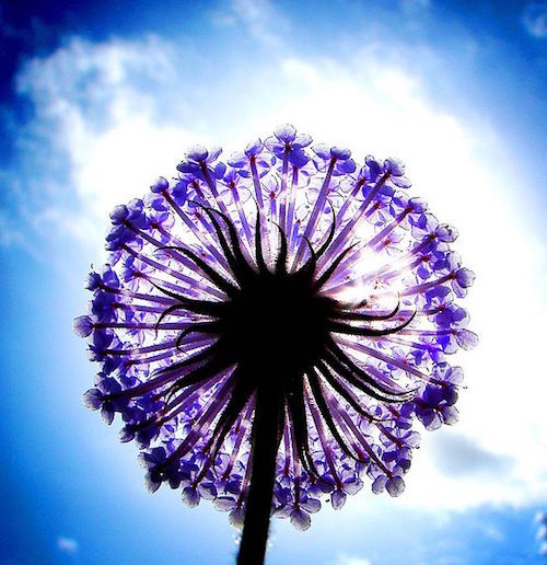 Laceflower.jpg