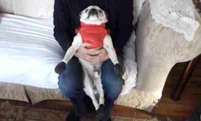 Prepping Bubba for his wintry walk.