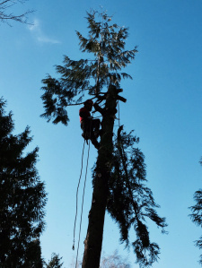 Waning cedar, waning 2015.