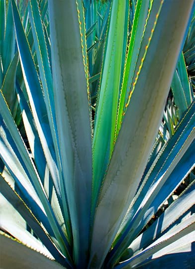 blueagave copy