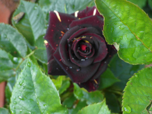 Red and gold rose 2