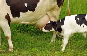 bovine colostrum_cow_calf