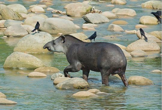 2015-12-31-1451581033-9696592-LowlandTapirMileniuszSpanowicz_WCS.jpg