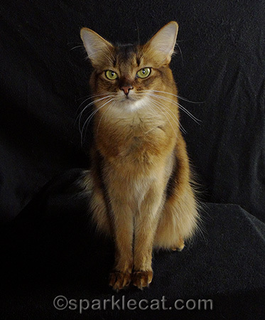 Somali cat, cat photography